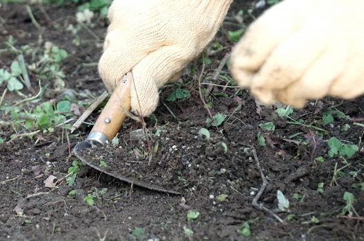 月桂樹の剪定｜成長の早さにご注意！美しい樹形に整える方法と育て方