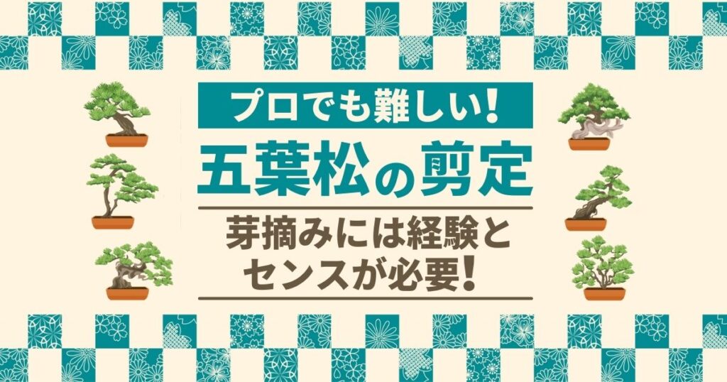 五葉松の剪定　芽摘みには経験とセンスが必要