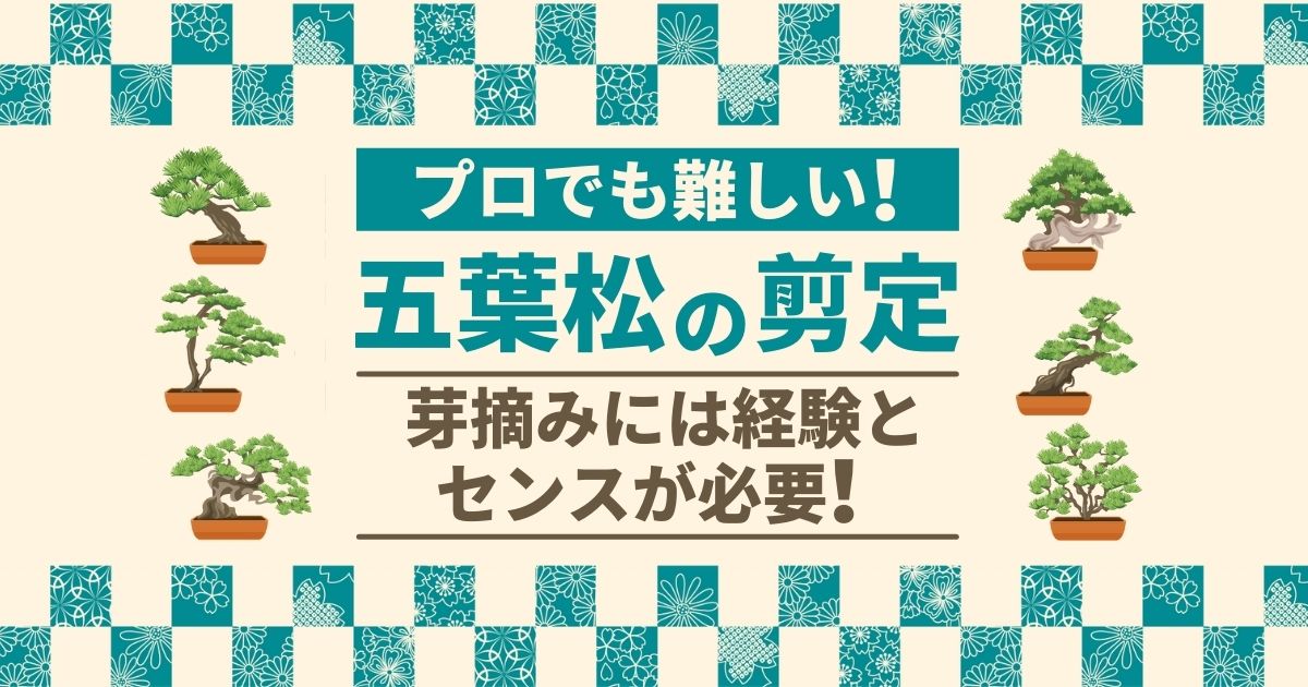 五葉松の剪定　芽摘みには経験とセンスが必要