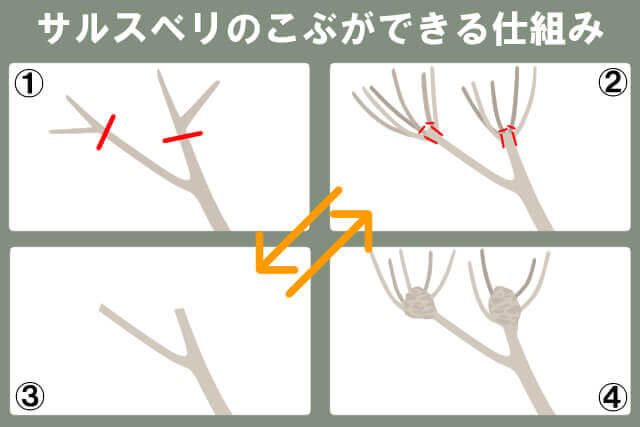 サルスベリのコブができる仕組み