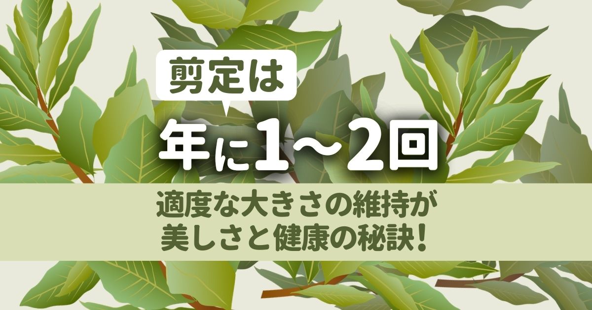 月桂樹の剪定｜成長の早さにご注意！美しい樹形に整える方法と育て方