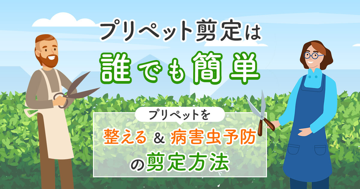 プリペット剪定は誰でも簡単プリペットを整える＆病害虫予防の剪定方法