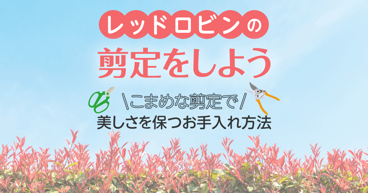 レッドロビンの剪定をしよう こまめな剪定で美しさをお手入れ方法