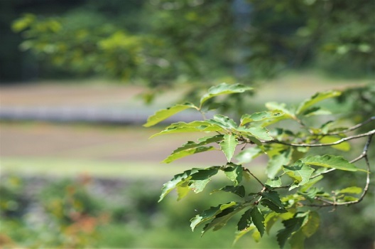 樫の木の剪定時期は1年に1~2回が目安