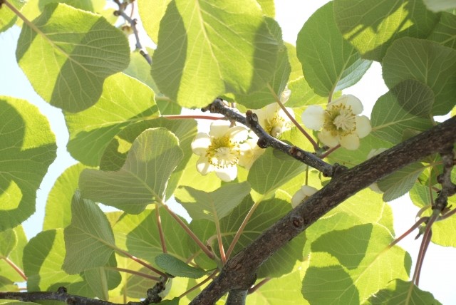 庭植えでの誘引・仕立て