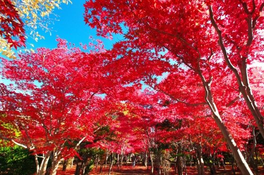 しだれもみじの剪定は冬!美しい紅葉を叶える条件とお手入れ方法