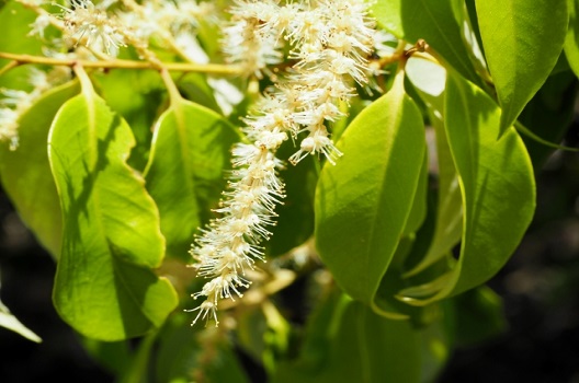 マテバシイの特徴と植える目的