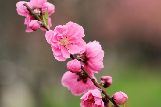 花桃の木の剪定時期