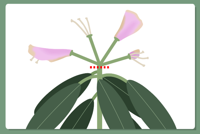 シャクナゲ 花がら摘み