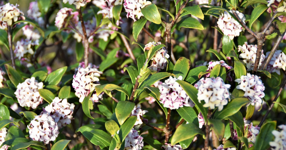 沈丁花