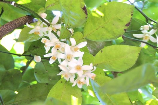 カボスの木を育ててみよう！花が咲いてから実がなるまで