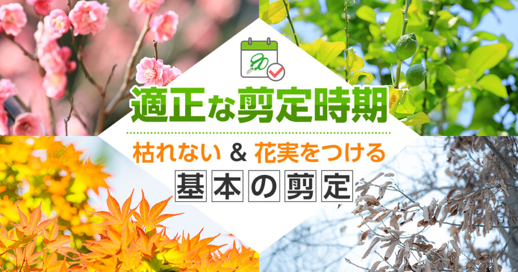 適切な剪定時期　枯れない　花実をつける　基本の剪定