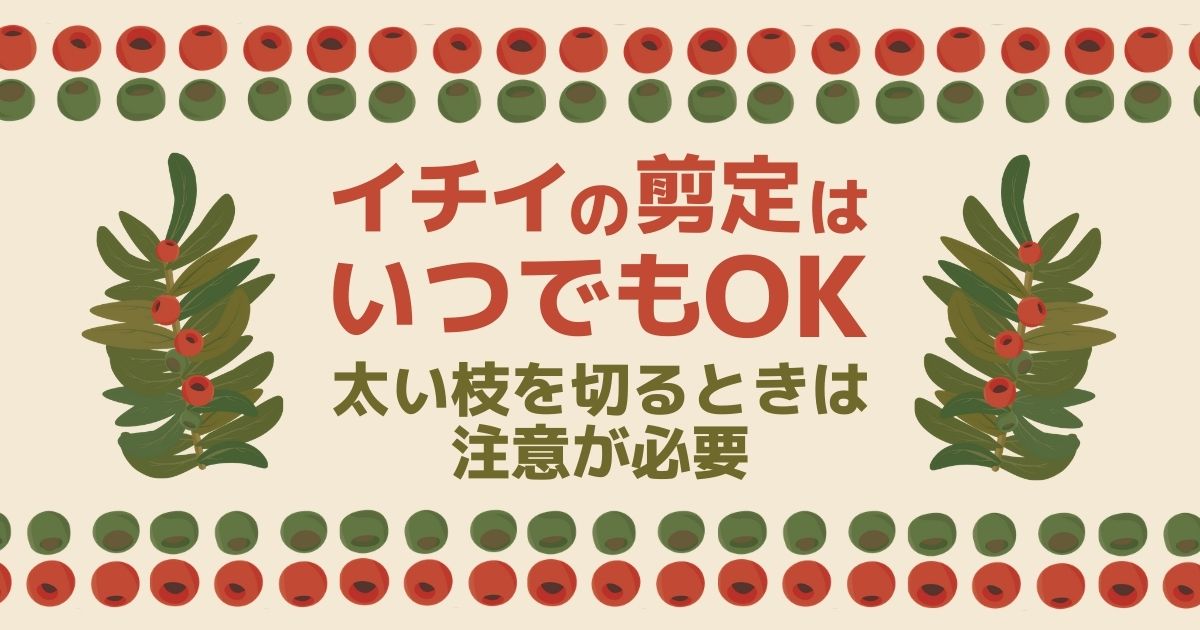 イチイの剪定はいつでもOK　太い枝を切るときは注意が必要