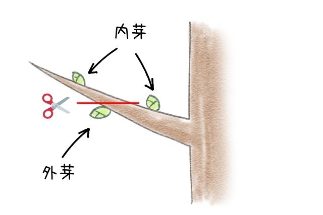 切り詰め剪定