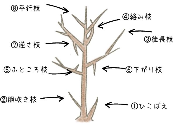切るべき枝の種類