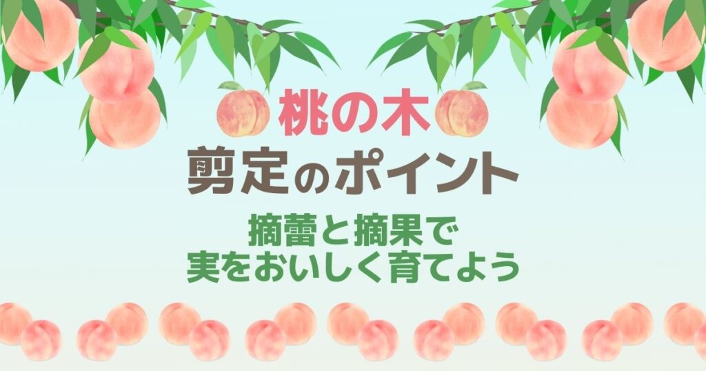 桃の木　剪定ポイント　摘蕾　摘果で実をおいしく育てる