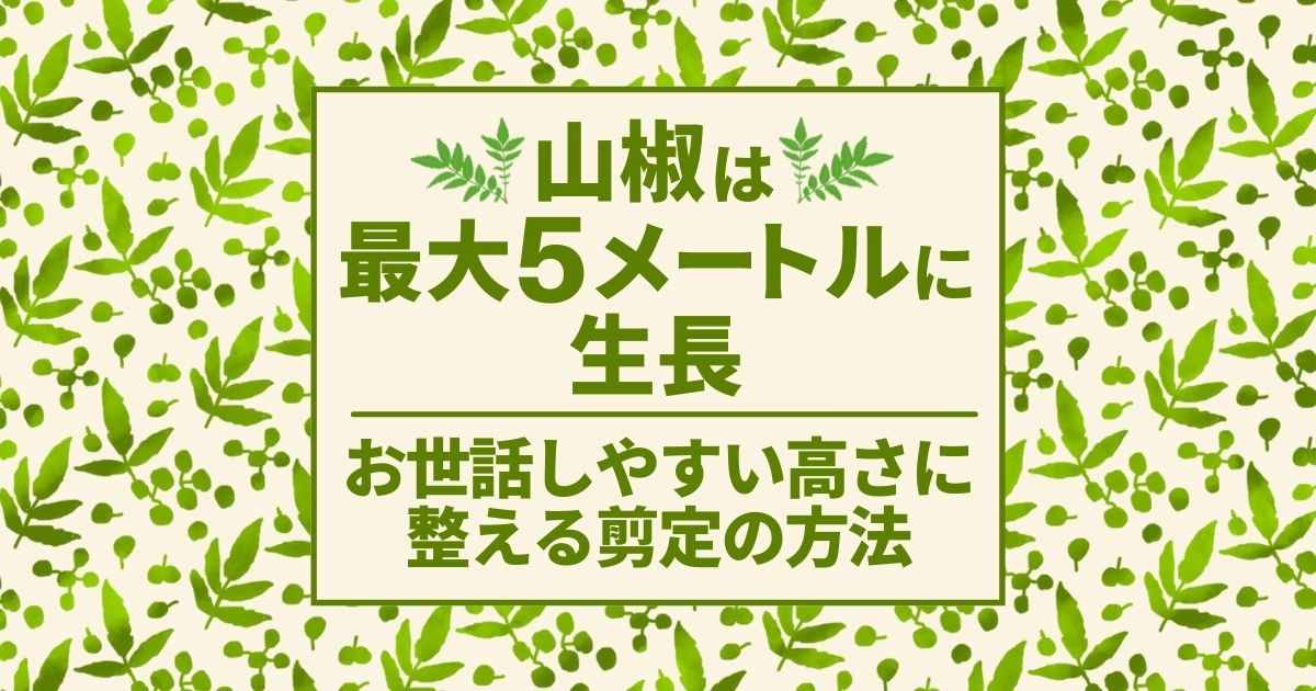 山椒　最大5メートル　お世話しやすい高さに整える　剪定の方法