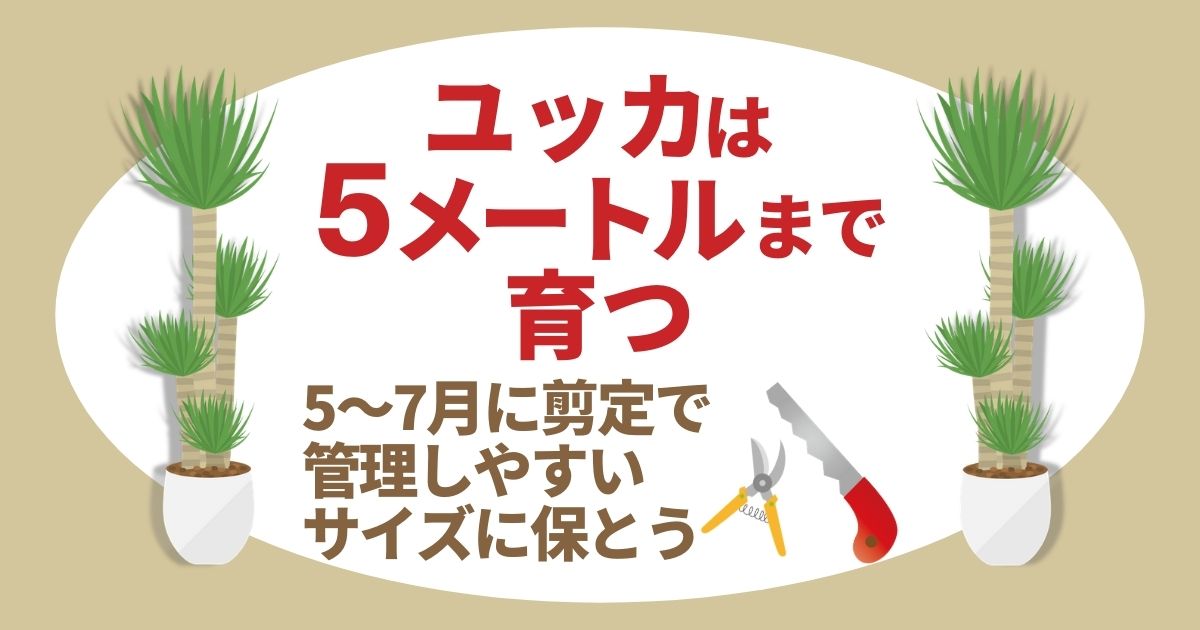 ユッカを剪定してコンパクトにまとめよう。剪定の時期や方法を紹介