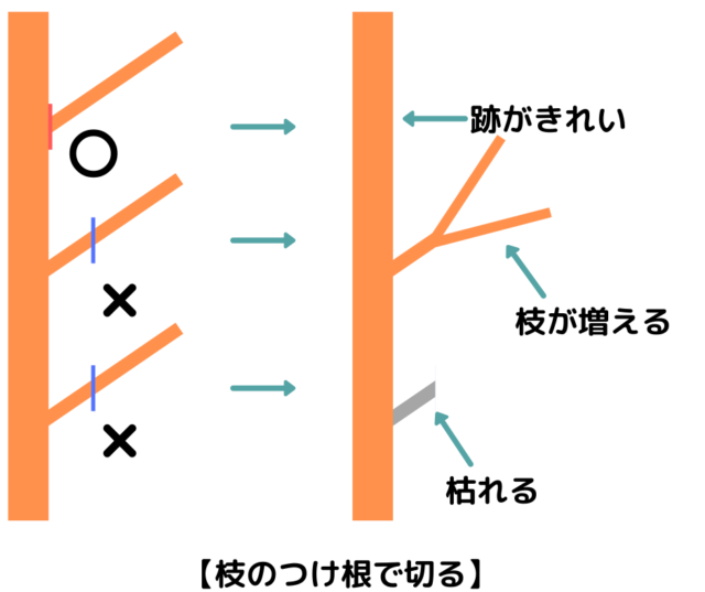 枝のつけ根で切る