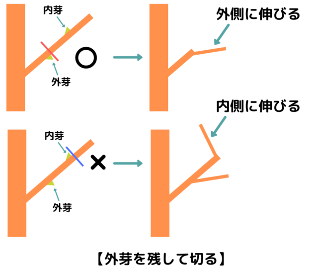 いちど花が咲いた枝は外芽を残して短く切る