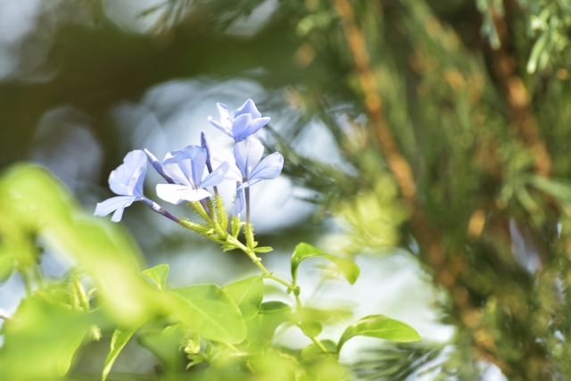害虫