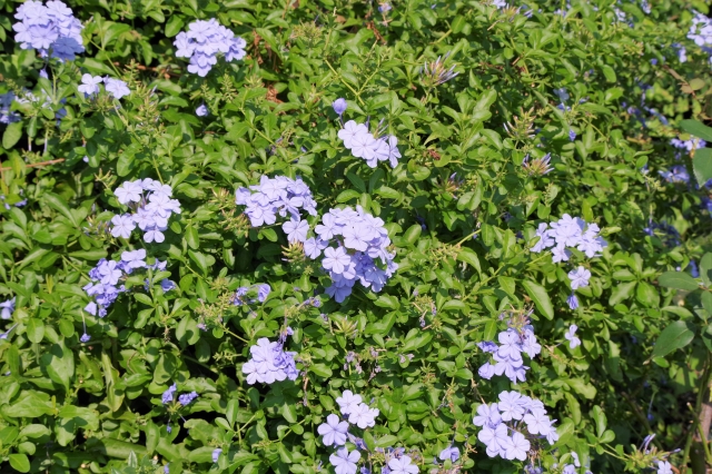 花がら摘みとは?