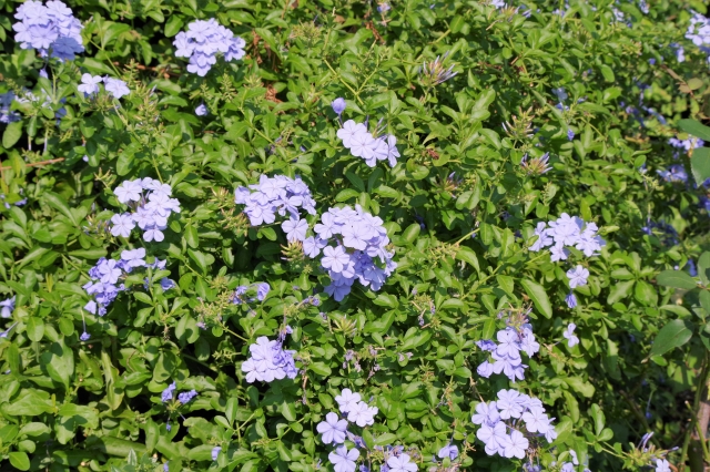 花がら摘みとは？