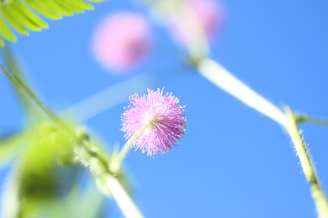 パールアカシアはこんな植物！ミモザとは別の種類？