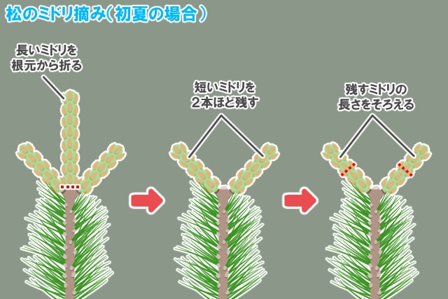 松のミドリ摘み_初夏