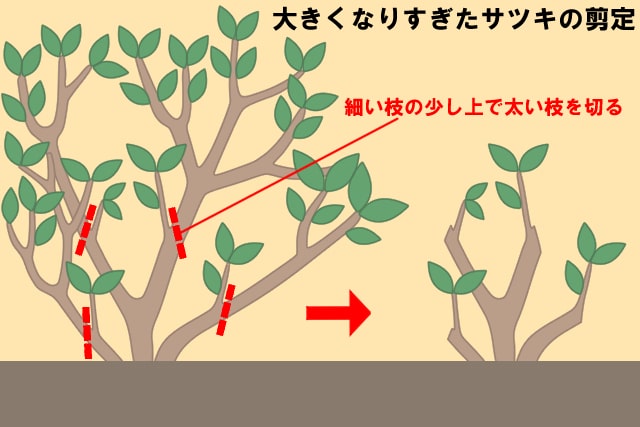サツキ 剪定①