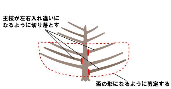 ビワ　樹形　横に広がって伸びる種類