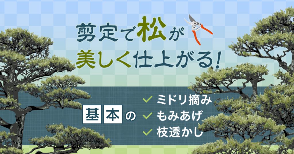 剪定で松が美しく仕上がる　基本のミドリ摘み　もみあげ　枝透かし