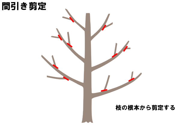 ビワ 間引き剪定
