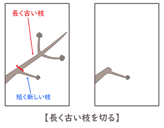 ハナミズキ 切り返し剪定