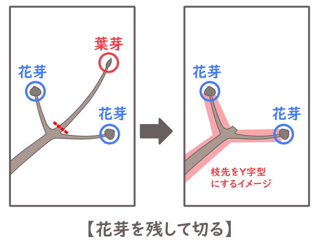 ハナミズキ 間引き剪定