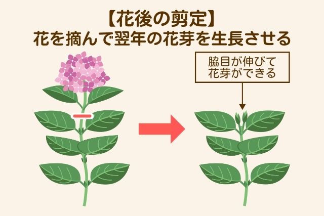 花芽を生長させる