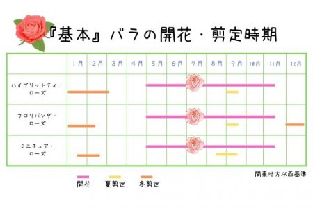 バラの茂みを剪定する時期と方法:ステップバイステップ 庭園