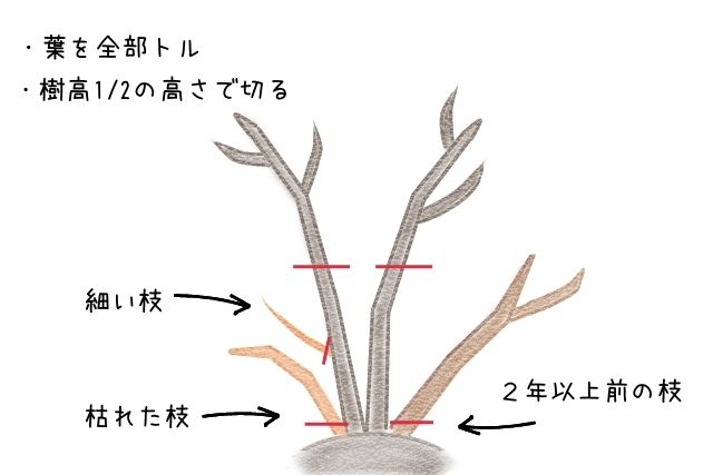 ハイブリッド冬剪定