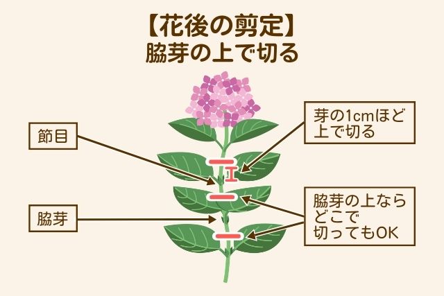 脇芽の上で切る