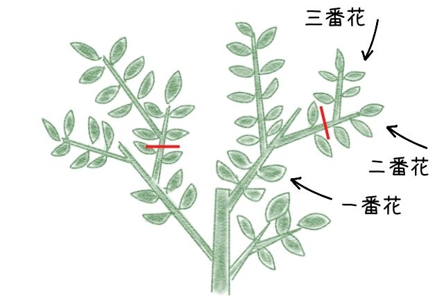 夏剪定の方法