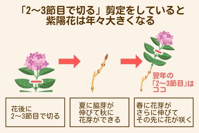 2～3節目で切る剪定をしていると紫陽花は大きくなる