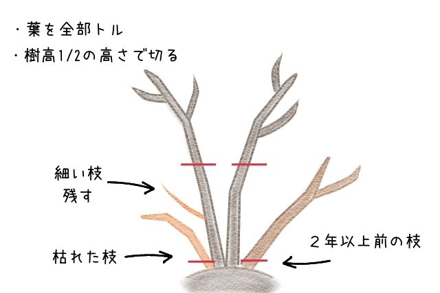 冬剪定の方法