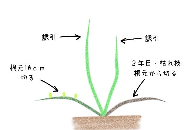 誘引バラ