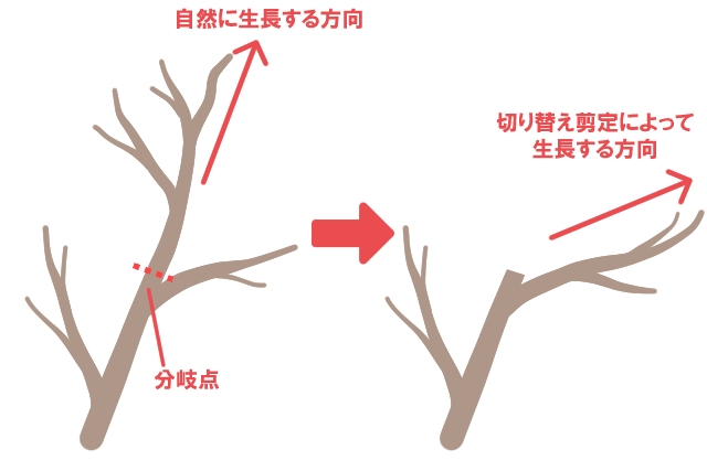 切り替え剪定のコツ