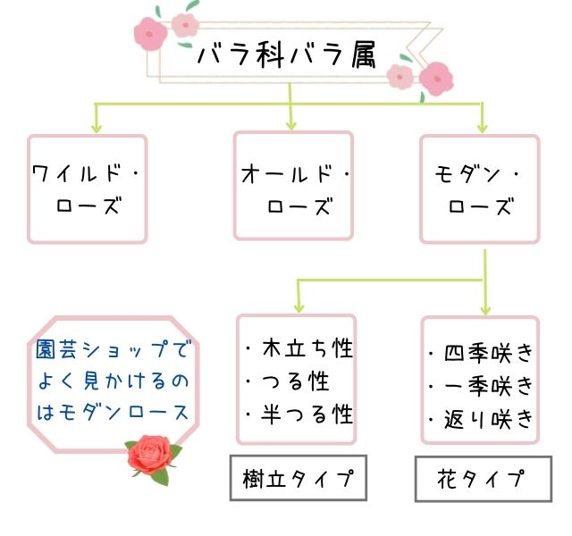 バラ科バラ属