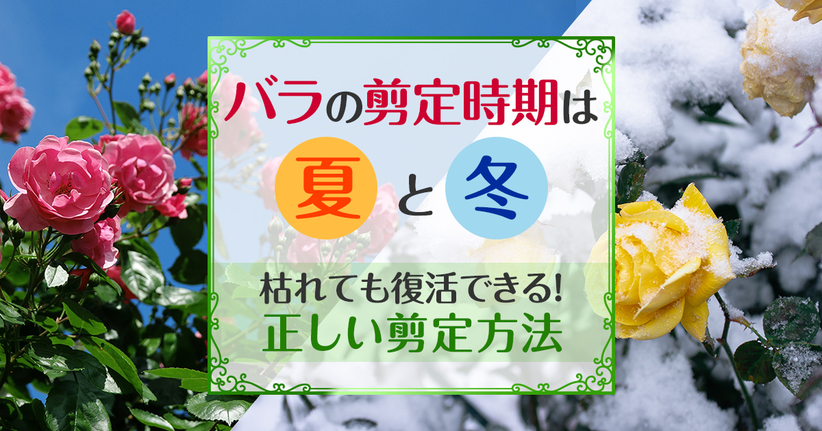 バラの剪定時期は夏と冬　枯れても復活できる！正しい選定方法