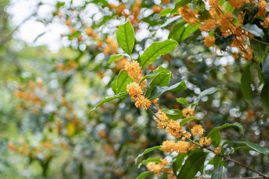 キンモクセイの花