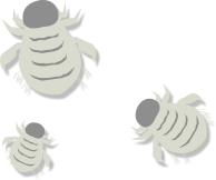 カイガラムシ