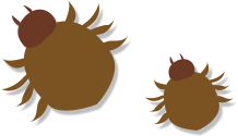 ハダニ