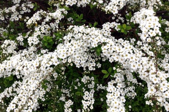 雪柳の花